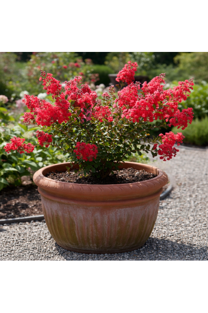 Лагерстремія Petite Red в контейнері